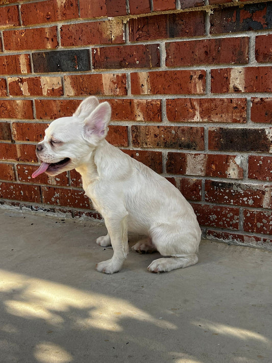 Creme French Bulldog- Female 3