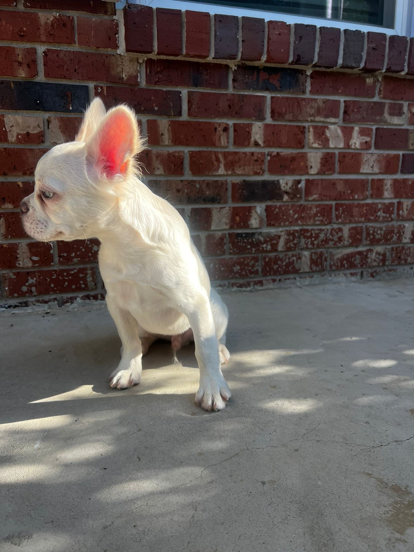 Creme French Bulldog- Female 3