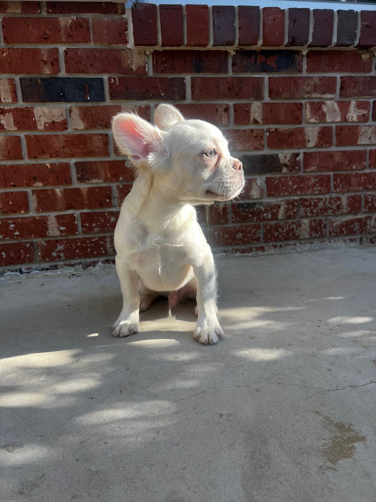 Creme French Bulldog- Female 3