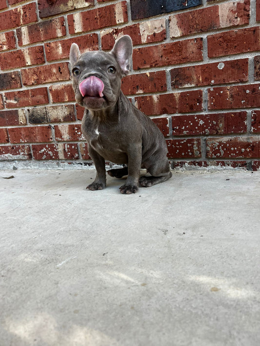 Isabella Female French Bulldog