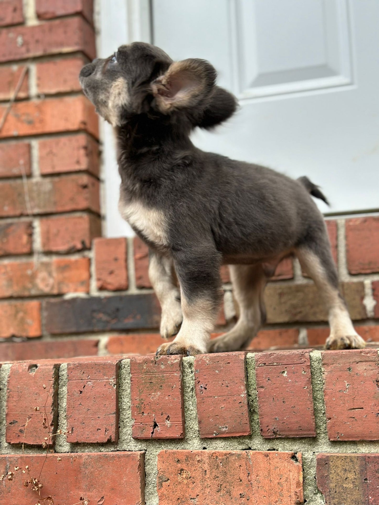 Blue & Tan Male French Bulldog