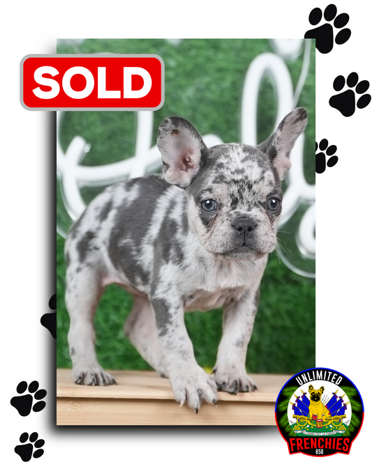 Merle Frenchie (Male) - SOLD