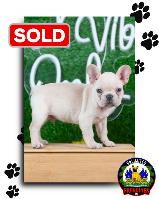 Creme Frenchie (Male) - SOLD