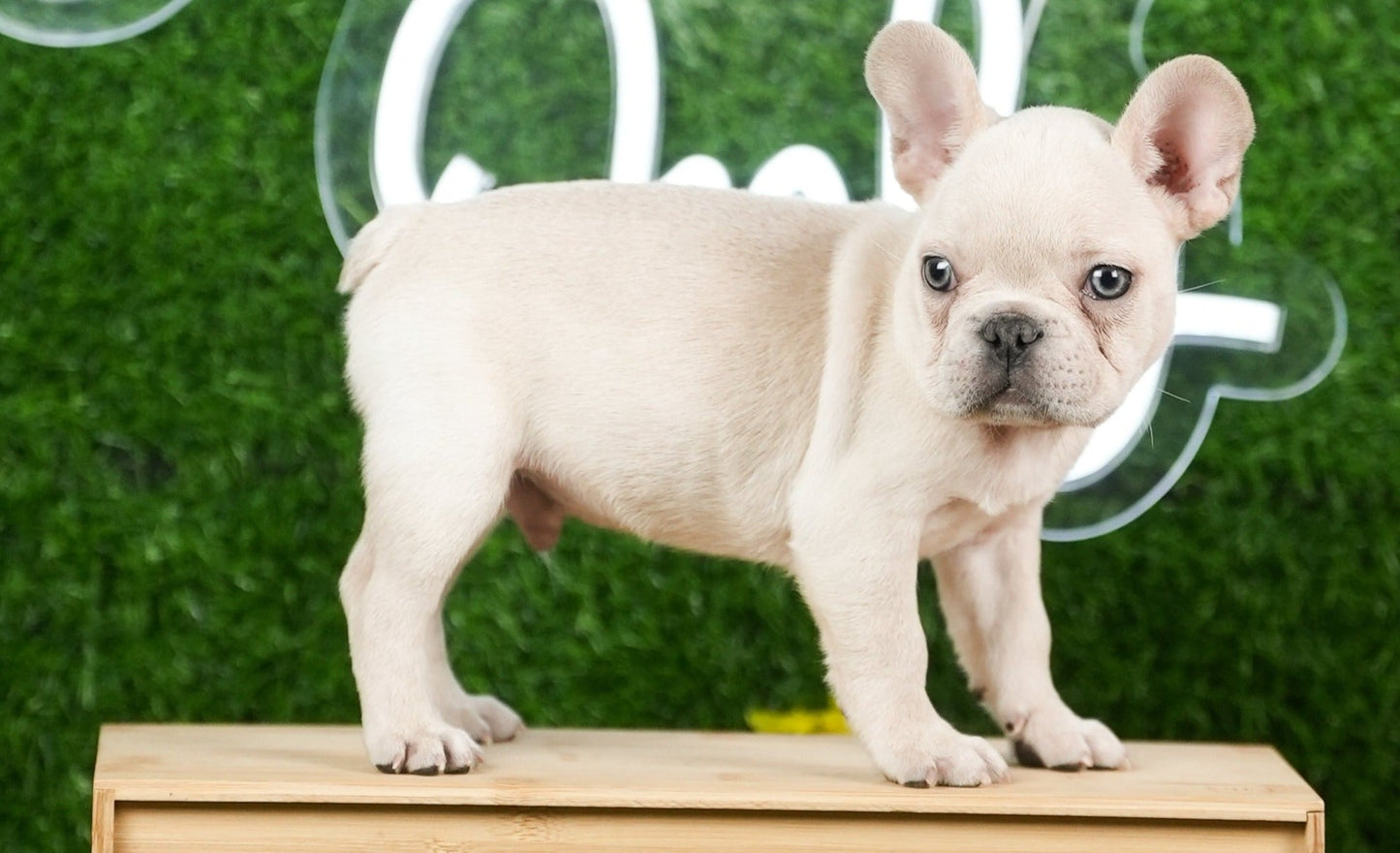 Creme Frenchie (Male) - SOLD